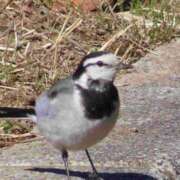 ヒメ日記 2025/05/08 19:42 投稿 わかこ ゴールドフィンガー