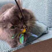 ヒメ日記 2025/10/13 14:01 投稿 ゆみ☆ CLUB PIAA