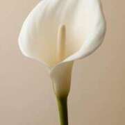 ヒメ日記 2025/10/26 19:04 投稿 清笆 ルーブル