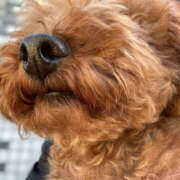 ヒメ日記 2025/05/14 12:34 投稿 りあ 新橋Sweets（スウィーツ）