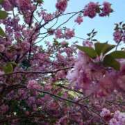 ヒメ日記 2025/05/18 22:55 投稿 大川　ちあき しこたま奥様 札幌店