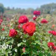 ヒメ日記 2024/12/17 08:23 投稿 すばる Hip's千葉駅前店