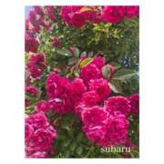 ヒメ日記 2025/01/12 09:33 投稿 すばる Hip's千葉駅前店