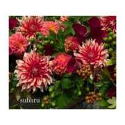 ヒメ日記 2025/01/15 15:03 投稿 すばる Hip's千葉駅前店