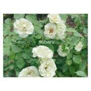 ヒメ日記 2025/02/06 16:13 投稿 すばる Hip's千葉駅前店