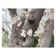 ヒメ日記 2025/03/10 21:04 投稿 すばる Hip's千葉駅前店