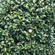 網倉なみ 🐰🌹🌷 メンズエステ蒲田@彼女はエステシャン