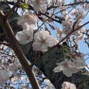 ヒメ日記 2025/04/08 16:46 投稿 村越　さよみ エテルナ京都