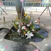 ヒメ日記 2025/01/13 12:57 投稿 井村琴葉 五十路マダム 博多店