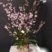 ヒメ日記 2025/03/24 15:47 投稿 井村琴葉 五十路マダム 博多店