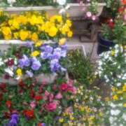 ヒメ日記 2025/04/26 10:17 投稿 井村琴葉 五十路マダム 博多店