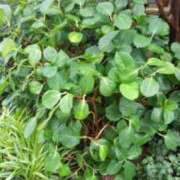 ヒメ日記 2025/07/18 19:47 投稿 井村琴葉 五十路マダム 博多店