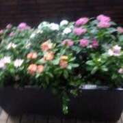 ヒメ日記 2025/07/25 00:07 投稿 井村琴葉 五十路マダム 博多店