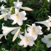 ヒメ日記 2025/07/26 10:27 投稿 井村琴葉 五十路マダム 博多店