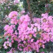 ヒメ日記 2025/07/29 08:17 投稿 井村琴葉 五十路マダム 博多店