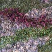 ヒメ日記 2025/07/31 22:57 投稿 井村琴葉 五十路マダム 博多店