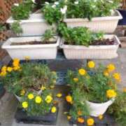 ヒメ日記 2025/11/05 14:07 投稿 井村琴葉 五十路マダム 博多店