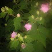 ヒメ日記 2025/11/07 23:57 投稿 井村琴葉 五十路マダム 博多店