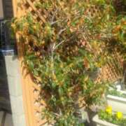 ヒメ日記 2025/11/12 10:27 投稿 井村琴葉 五十路マダム 博多店