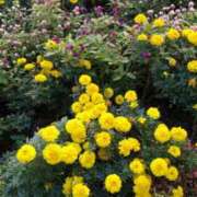 ヒメ日記 2025/11/22 09:33 投稿 井村琴葉 五十路マダム 博多店