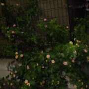 ヒメ日記 2025/11/23 00:47 投稿 井村琴葉 五十路マダム 博多店