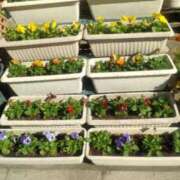 ヒメ日記 2025/11/29 10:57 投稿 井村琴葉 五十路マダム 博多店