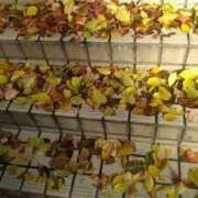 ヒメ日記 2025/12/23 14:57 投稿 井村琴葉 五十路マダム 博多店