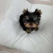 ヒメ日記 2025/02/07 03:29 投稿 うな★爆乳Gカップ＆濃厚プレイ Chloe鶯谷・上野店 S級素人清楚系デリヘル