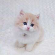 ヒメ日記 2025/03/07 00:41 投稿 うな★爆乳Gカップ＆濃厚プレイ Chloe鶯谷・上野店 S級素人清楚系デリヘル