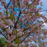 ヒメ日記 2025/04/14 14:32 投稿 しおり 宮崎ちゃんこ都城店