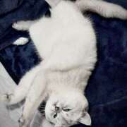 ヒメ日記 2026/02/05 17:21 投稿 るい VIVID CREW Pink Party Paradise