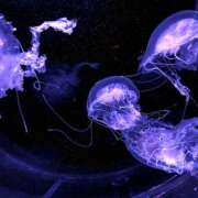 ヒメ日記 2026/03/11 05:17 投稿 るい VIVID CREW Pink Party Paradise