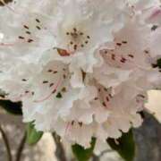 ヒメ日記 2025/04/15 21:46 投稿 りえこ 池袋で熟女の風俗 マダムいやーん