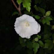 ヒメ日記 2025/08/22 21:25 投稿 りえこ 池袋で熟女の風俗 マダムいやーん