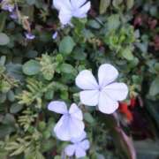 ヒメ日記 2025/10/14 20:42 投稿 りえこ 池袋で熟女の風俗 マダムいやーん