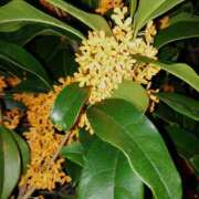 ヒメ日記 2025/10/28 23:26 投稿 りえこ 池袋で熟女の風俗 マダムいやーん