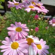 ヒメ日記 2026/03/19 22:25 投稿 りえこ 池袋で熟女の風俗 マダムいやーん