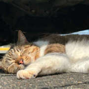 ヒメ日記 2024/12/09 00:05 投稿 のら 素人しか勝たん！柏店（超恋人型空間デリヘル）