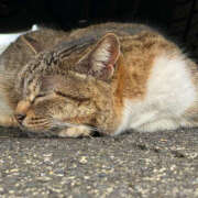 のら にゃんにゃん🐱 素人しか勝たん！柏店（超恋人型空間デリヘル）