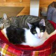 ヒメ日記 2025/02/21 23:11 投稿 かなで 三重松阪ちゃんこ