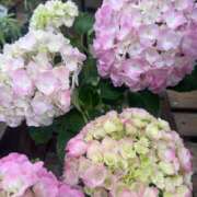 ヒメ日記 2025/06/30 15:33 投稿 かなで 三重松阪ちゃんこ