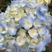 ヒメ日記 2025/07/26 23:03 投稿 かなで 三重松阪ちゃんこ