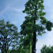 ヒメ日記 2025/07/24 16:16 投稿 逢沢 ゆう RANUNCULUS(ラナンキュラス)