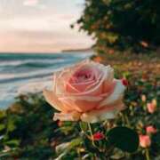 ヒメ日記 2025/05/07 03:15 投稿 萩野 あまね RANUNCULUS(ラナンキュラス)