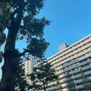 ヒメ日記 2025/07/17 18:45 投稿 萩野 あまね RANUNCULUS(ラナンキュラス)