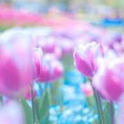 ヒメ日記 2025/07/31 07:05 投稿 萩野 あまね RANUNCULUS(ラナンキュラス)