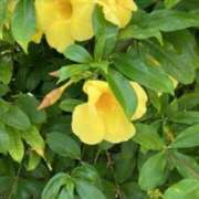 ヒメ日記 2025/11/21 19:25 投稿 甘美 ゆうな RANUNCULUS(ラナンキュラス)