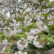 ヒメ日記 2026/04/06 00:25 投稿 安藤 みほ RANUNCULUS(ラナンキュラス)