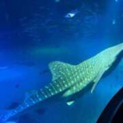 ヒメ日記 2025/06/10 05:35 投稿 海野 なぎさ RANUNCULUS(ラナンキュラス)