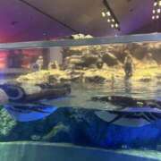 ヒメ日記 2025/09/04 07:05 投稿 海野 なぎさ RANUNCULUS(ラナンキュラス)